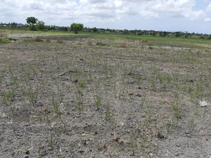Climate shocks to drive millions of Ghanaians into poverty – IFC calls for more action.