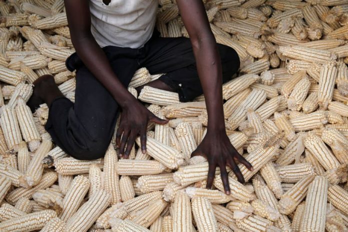 Maize will be added to the PFJ market next week – Agric Ministry.