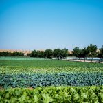 Greening the Desert through Organic Farming