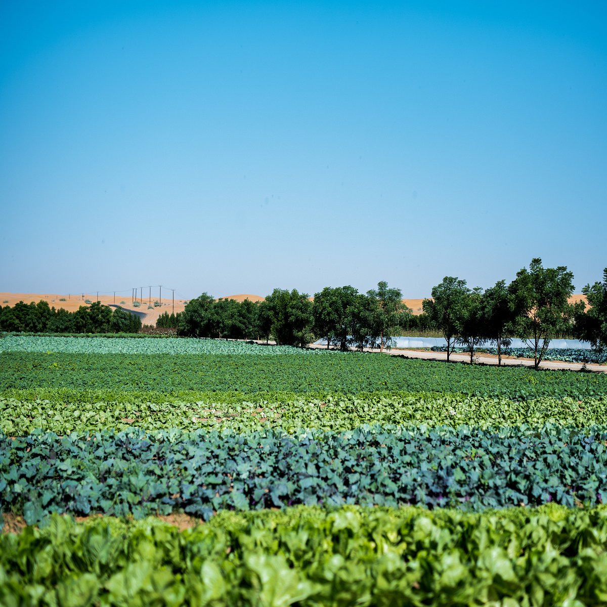 Greening the Desert through Organic Farming