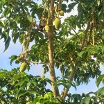 Unlocking the full Potential of the African Baobab