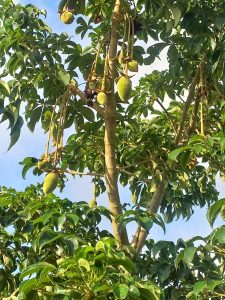 Unlocking the full Potential of the African Baobab