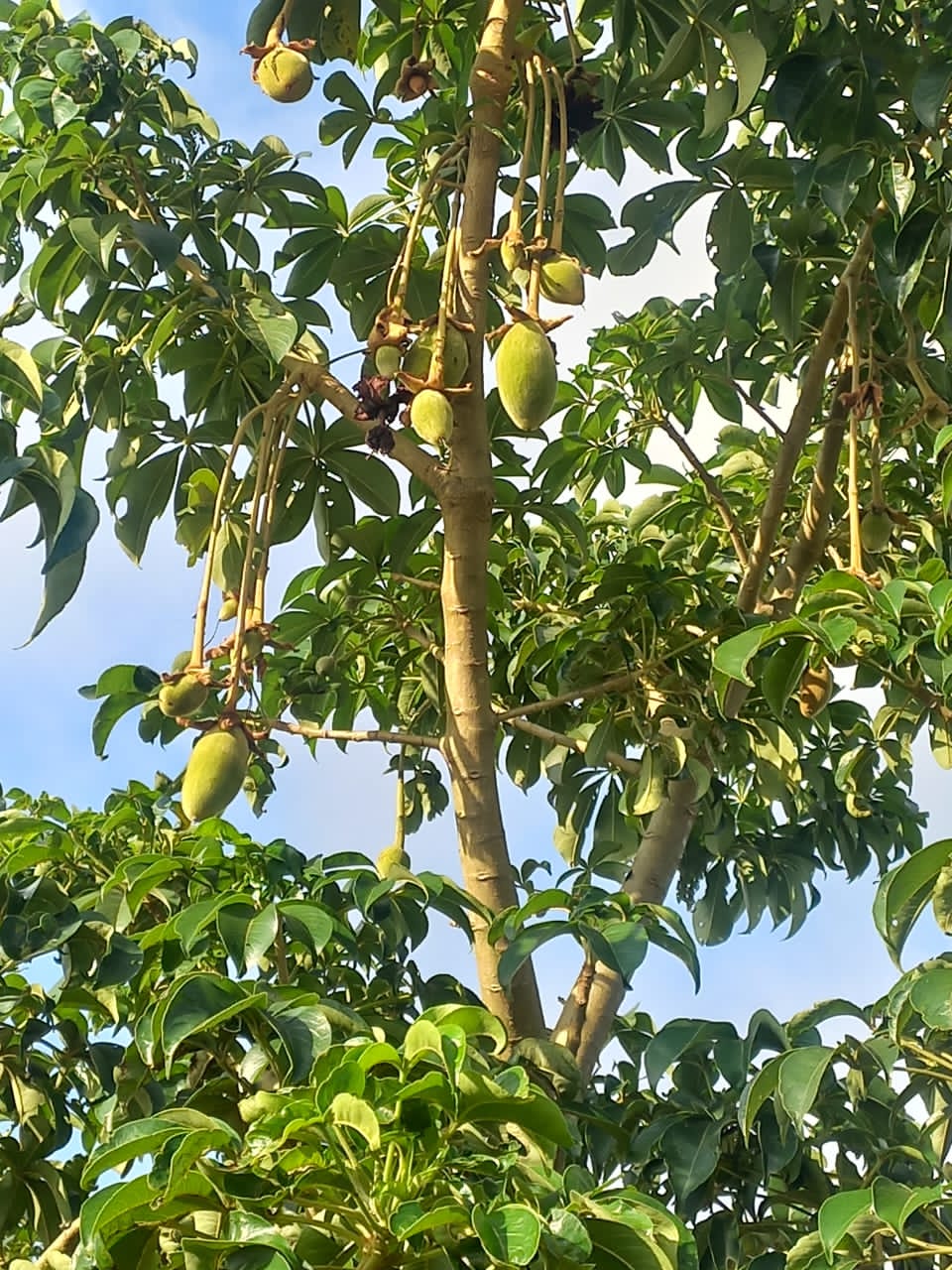 Unlocking the full Potential of the African Baobab
