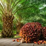 About Decarbonizing the Aviation Industry