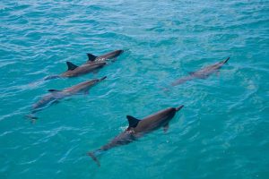 Zanzibar to Scale Up MPA Conservation Management