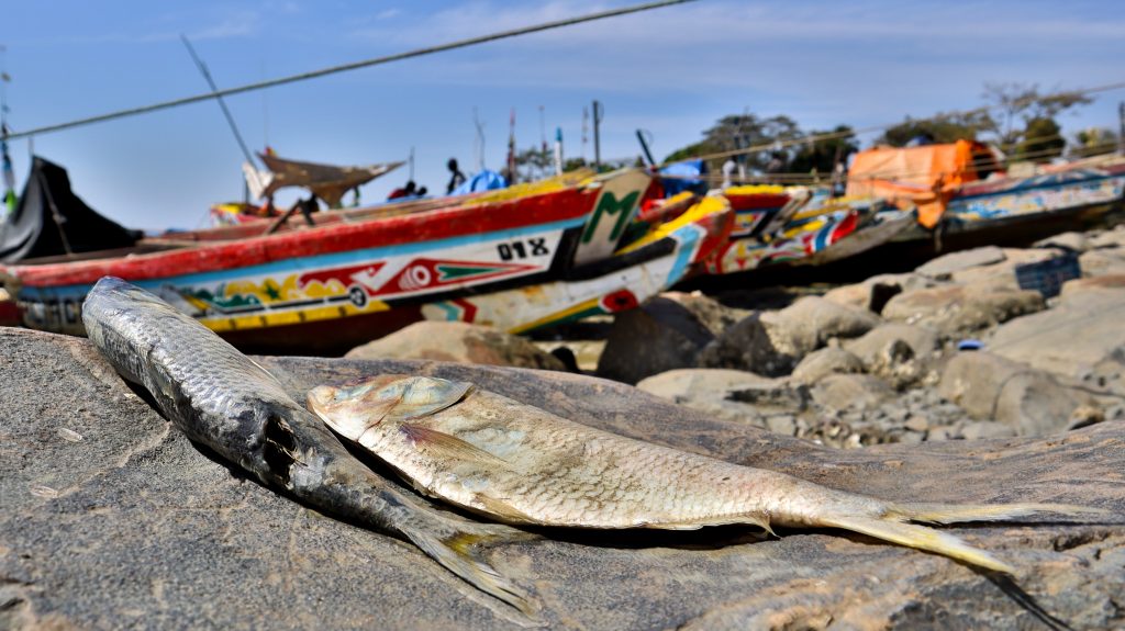 Overfishing off West Africa hits livelihoods, fuelling emigration