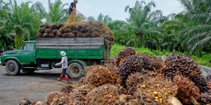 ‘Nigeria spends $600m annually on palm oil importation’