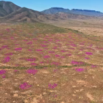 World’s oldest termite mounds discovered in South Africa – and they’ve been storing precious carbon for thousands of years