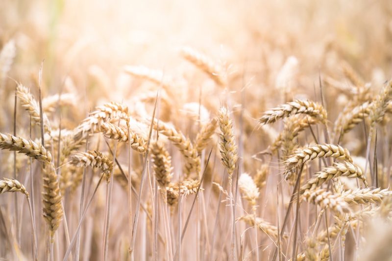 BRICS countries back grain exchange idea, Russia says
