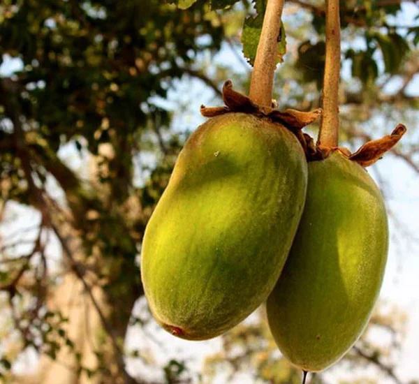 Attaining Food Security and Combatting Global Warming: Scientists&hellip;