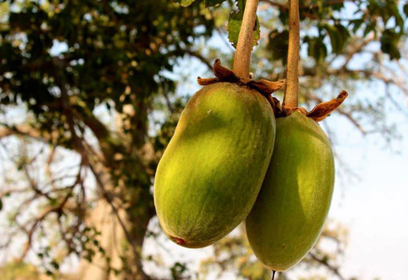 Attaining Food Security and Combatting Global Warming: Scientists Eye Africa’s Baobab and Marula