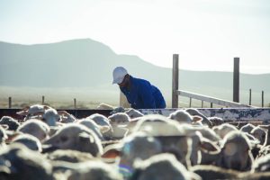 Carbon-finance project pioneer TASC joins Carbon Markets Africa&hellip;