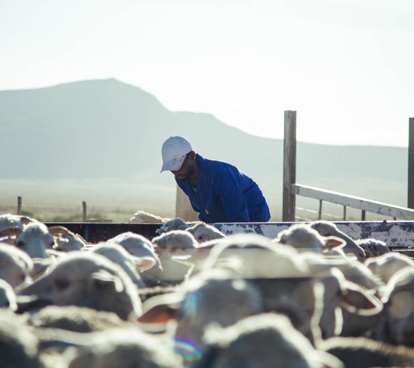 Carbon-finance project pioneer TASC joins Carbon Markets Africa…