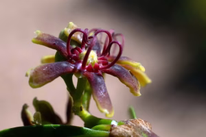 Africa’s plants: a database project has recorded 65,000&hellip;