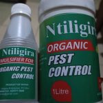 Boosting Dagbon’s emerging Organic Farming Paradigm…Ntiligira Enterprise Leads the Charge