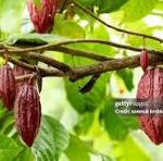 Explainer-How did Ivory Coast and Ghana’s cocoa sales crisis come about?