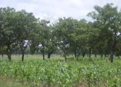 Climate Change Impact in Dagbon: The Shea Factor