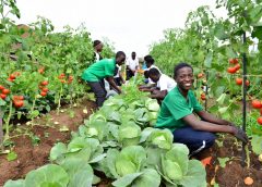 Leveraging CSA for tackling Food  Security…..Tamale Youth Lead the Charge