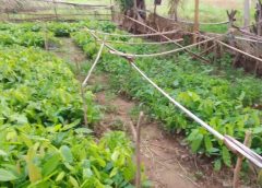 Cocoa faming in Northern Region gets a booster