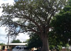 Scaling up Ghana’s baobab value Chain